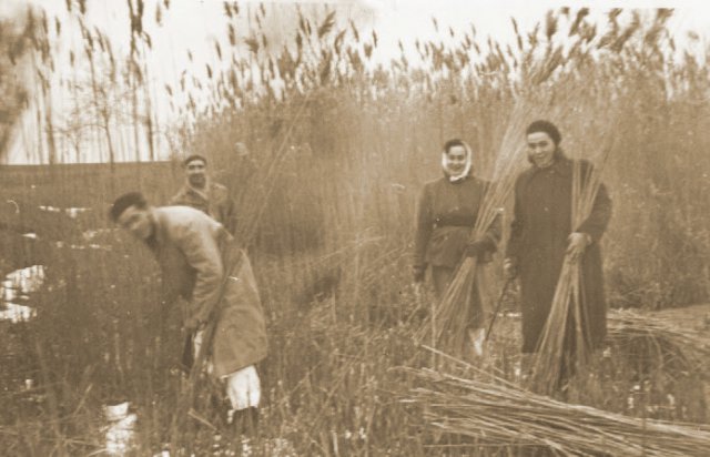 Vágják a Kakasszéki tó körüli nádat